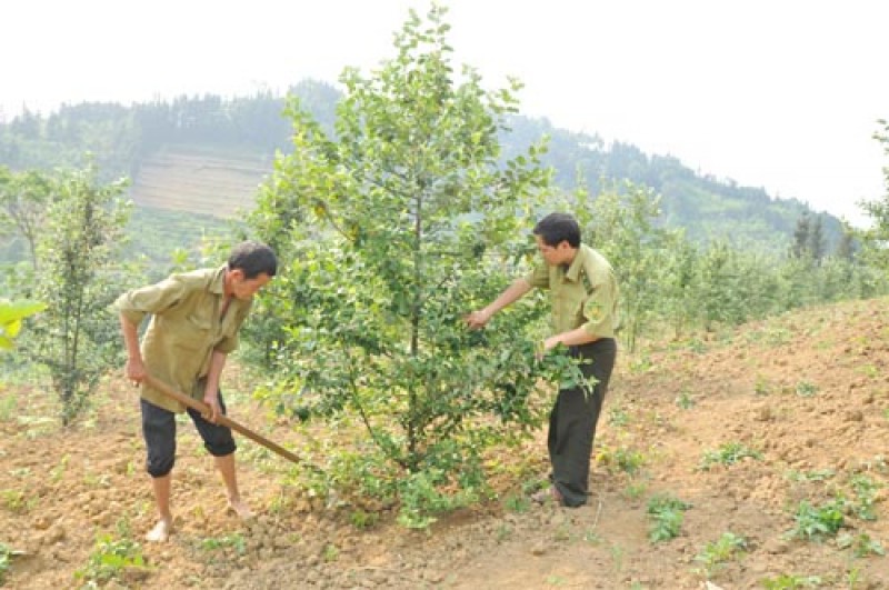 សន្និសីទ online វាយតំលៃលទ្ធផលនៃការដាំព្រៃឈើជំនួស